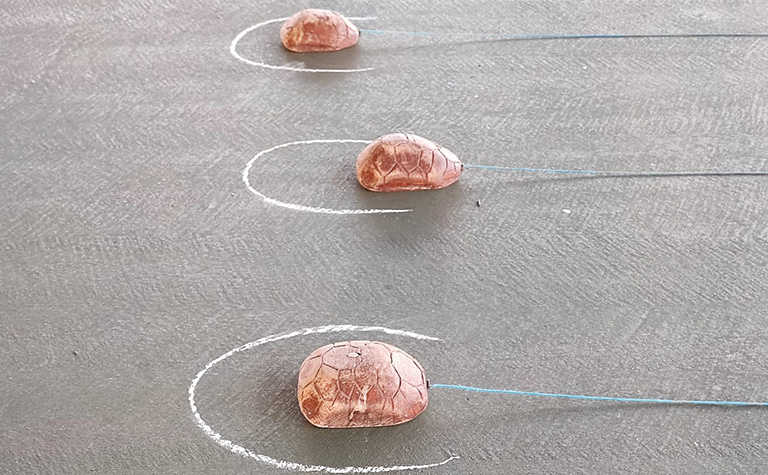 Carrera de Tortugas